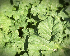 Rhubarbe