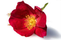 Rose - Plante médicinale