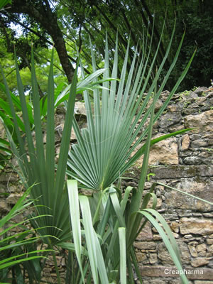 Palmier nain - Sabal - Serenoa repens