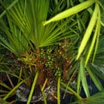 Palmier nain - Sabal - Plante médicinale