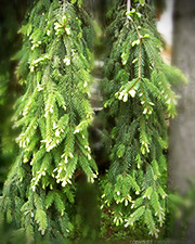 Sapin