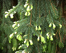 Sapin - Bourgeons de sapin