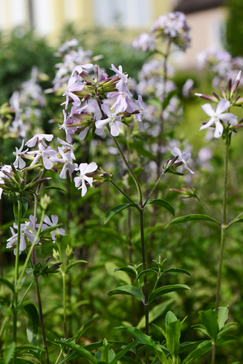 Saponaire - Saponaria officinalis