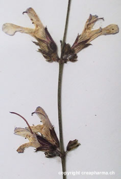 Sauge - Plante médicinale
