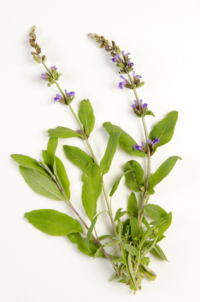 Sauge - Salvia officinalis