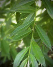 Saule - Plante médicinale