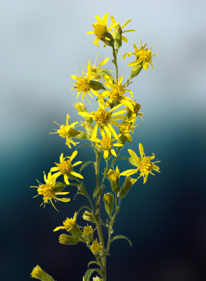Verge d'or - Solidago
