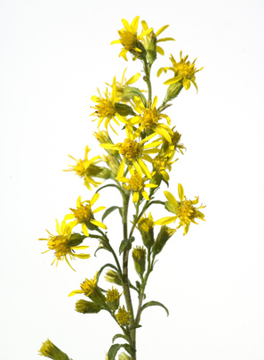 Verge d'or - Solidago virgaurea