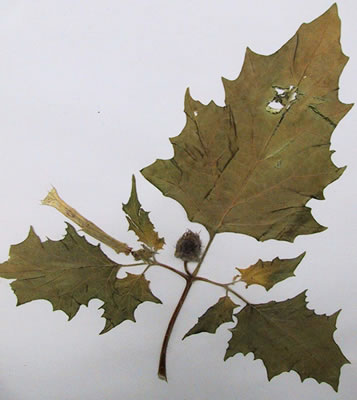 Stramoine - Plante médicinale
