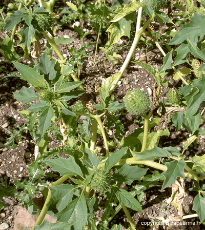 Stramoine - Datura stramonium