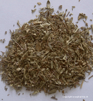Thym serpolet