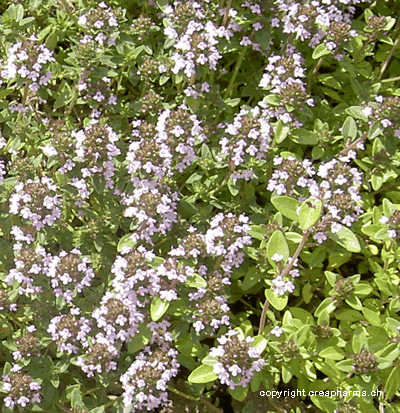Thym serpolet - Thymus serpyllum