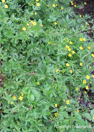 Potentille tormentille - Potentilla erecta