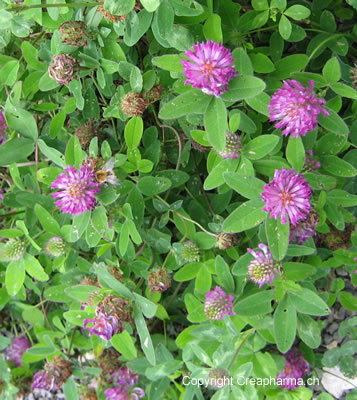 Trèfle rouge - Trifolium pratense