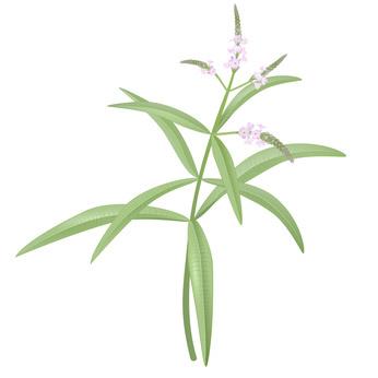 verveine-odorante-photo-fotolia