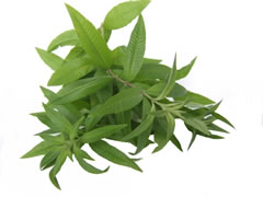 Verveine citronnelle - Verveine odorante
