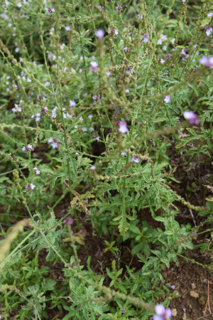 verveine officinale