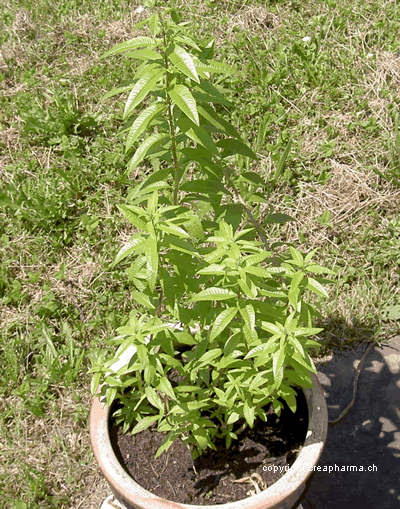 Verveine citronnelle - Plante médicinale