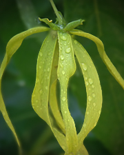 Ylang-ylang