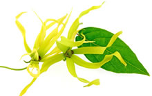 Ylang-ylang - Plante médicinale