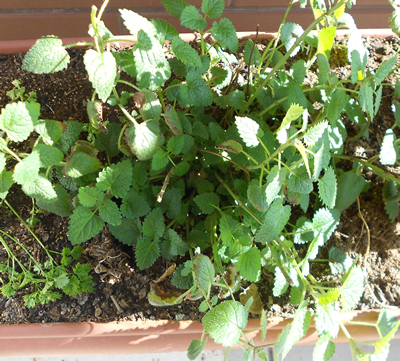 1-melisse-plante-medicinale-jardin