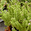 2-menthe