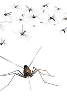 Causes piqûres d'insecte