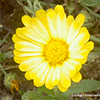 3-calendula