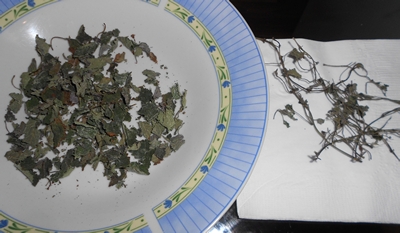 4-melisse-plantes-tisane