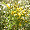 9-millepertuis