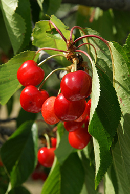 Cerise - nutrition