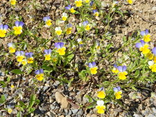 DSCN0115 - Copie