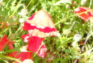 Sirop de coquelicot