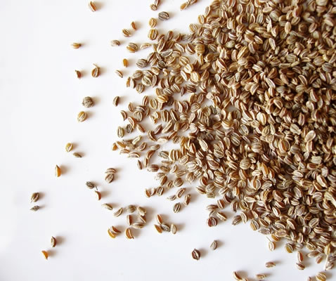 Tisane de céleri