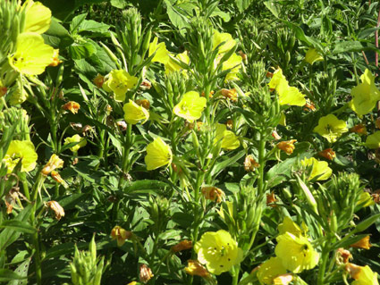 Phytothérapie sclérose en plaques