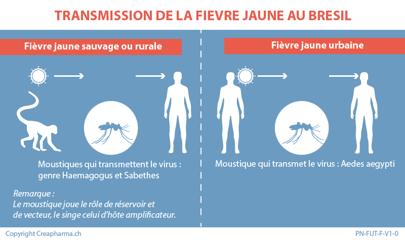 Fièvre jaune : symptômes & vaccination | Creapharma