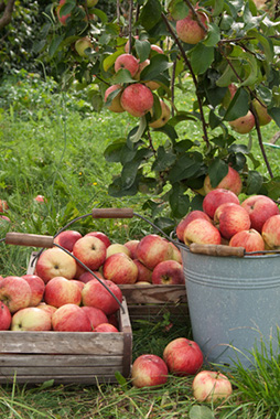 7 aliments pour la croissance