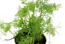 Phytothérapie ronflement