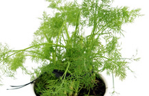 Tisane d'aneth