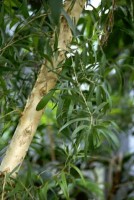 Phyto. lors des mycoses