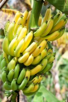 banane contre l'insomnie