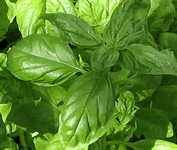 Tisane de basilic
