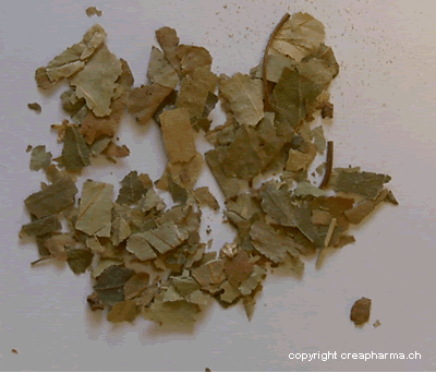 Tisane de bouleau (infusion de bouleau)