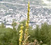 bouillon blanc - remèdes de grand-mère