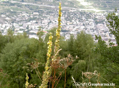 bouillon_blanc_def