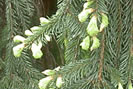 Bourgeons de sapin - toux ou bronchite