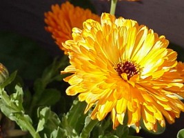 calendula phytothérapie mycoses