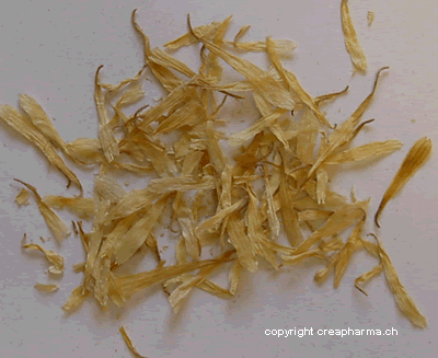 Calendula