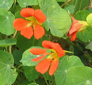 Tisane de capucine