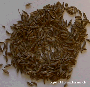 Tisane de cumin (infusion de cumin)